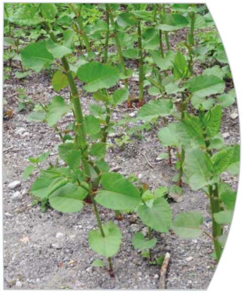 Japanses Knotweed being controlled by copper root barrier