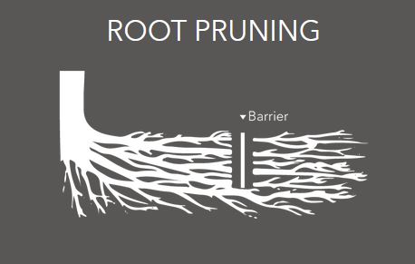 Deeproot UB-36-2 panels installed as a deep root barrier along pavement