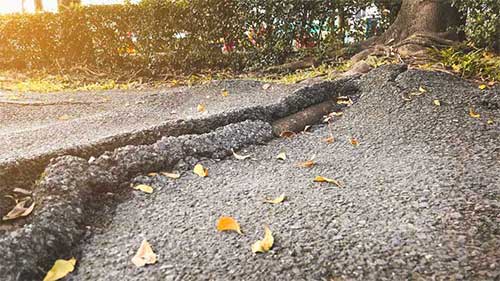Tree Roots Cracking Asphalt Driveway