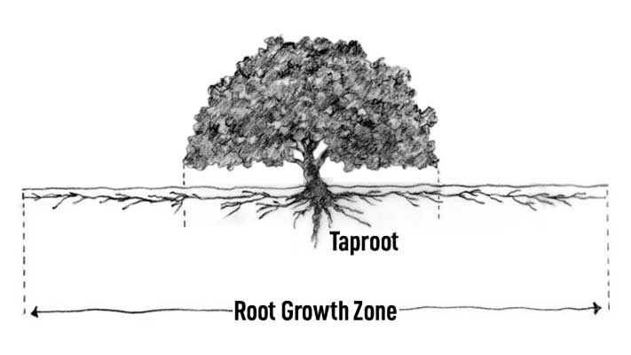 Oak Tree Root Growth Illustration