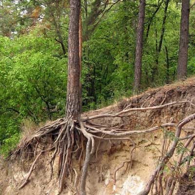 Image of tree on hillside with roots exposed